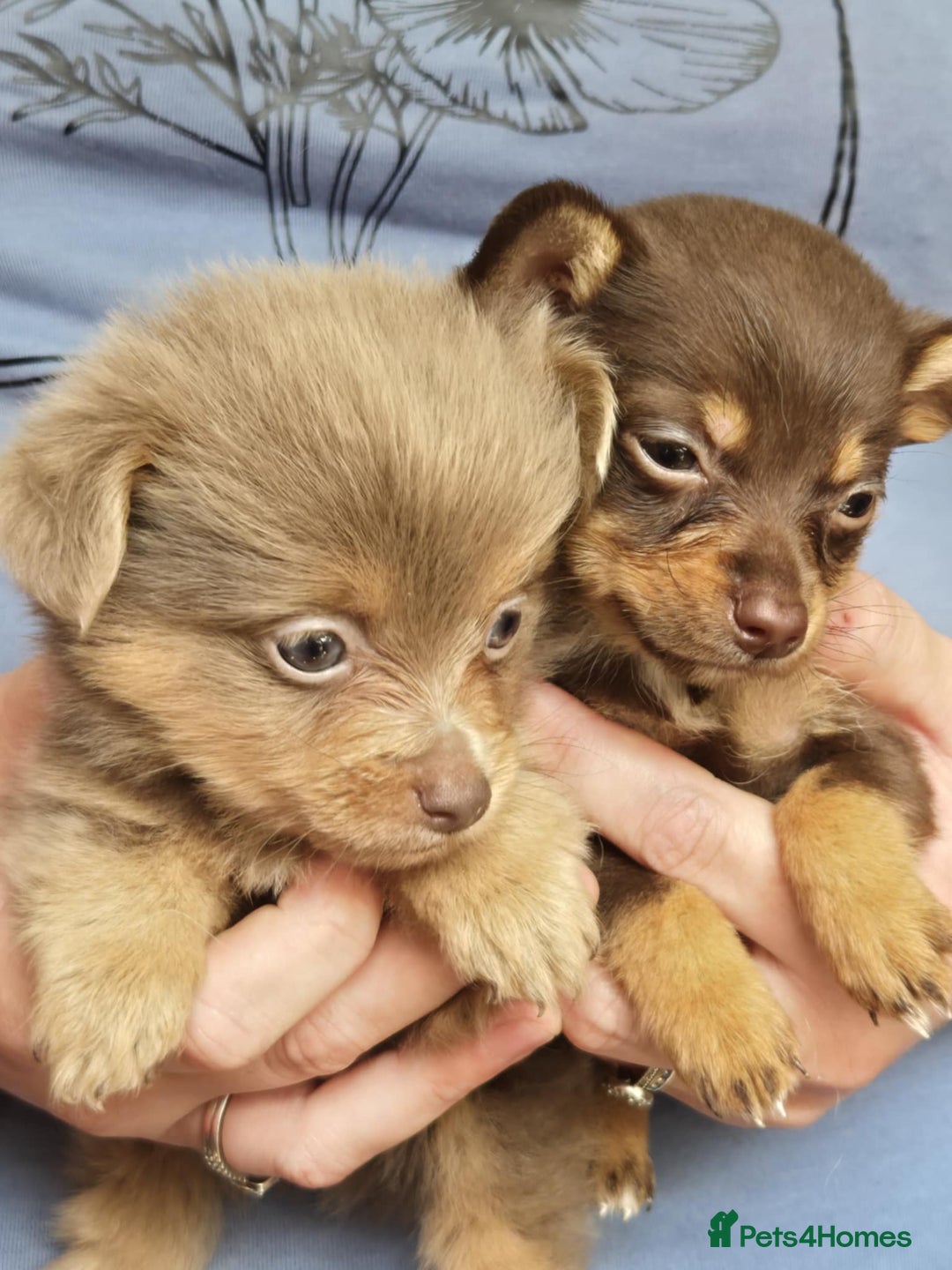 Mixed Breed dogs for sale: Pomeranian cross dachshund puppies  - Image 2