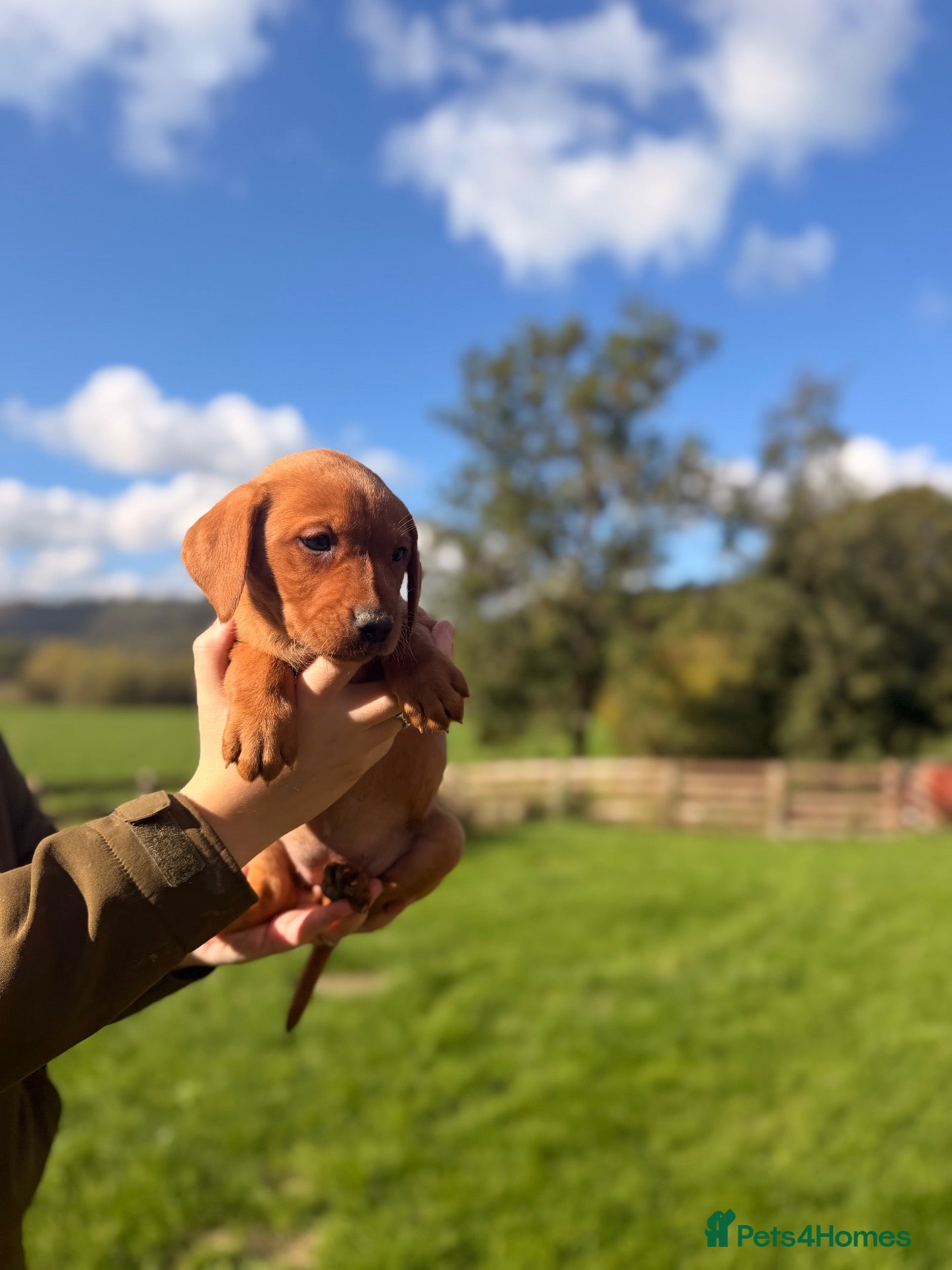Labrador Retriever dogs for sale: One little girl left 🩷🏡💙 - Advert 1
