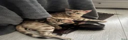 Bengal cats for sale: 🐾 Beautiful Bengal Kittens 🐾 - Advert 16