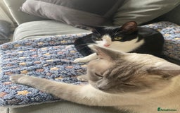 British Shorthair cats for sale: Vinnie and Tilly - Image 3