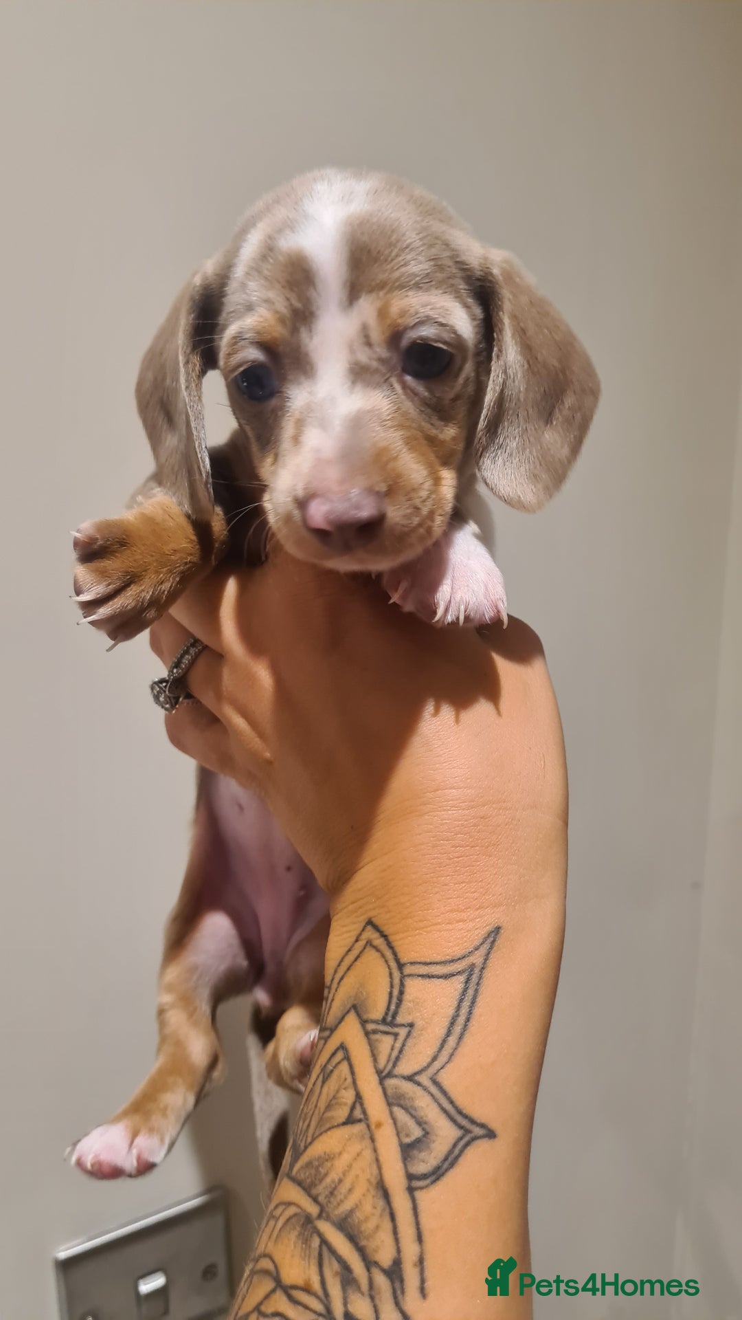 Miniature Dachshund dogs for sale: Smooth haired daxies available 3boys 3 girls - Image 2