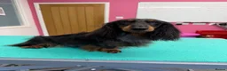 Dachshund dogs for stud: Miniature longhaired dachshund for stud  - Advert 3