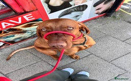 Hungarian Vizsla dogs for stud: Red The Vizsla - Image 3