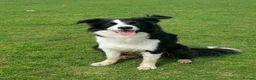 Border Collie dogs for stud: STUD Black and White Border Collie Boy  in Bingley - Advert 2