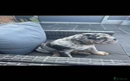 English Bulldog dogs for sale: Grey Merle male english bulldog puppy - Image 8