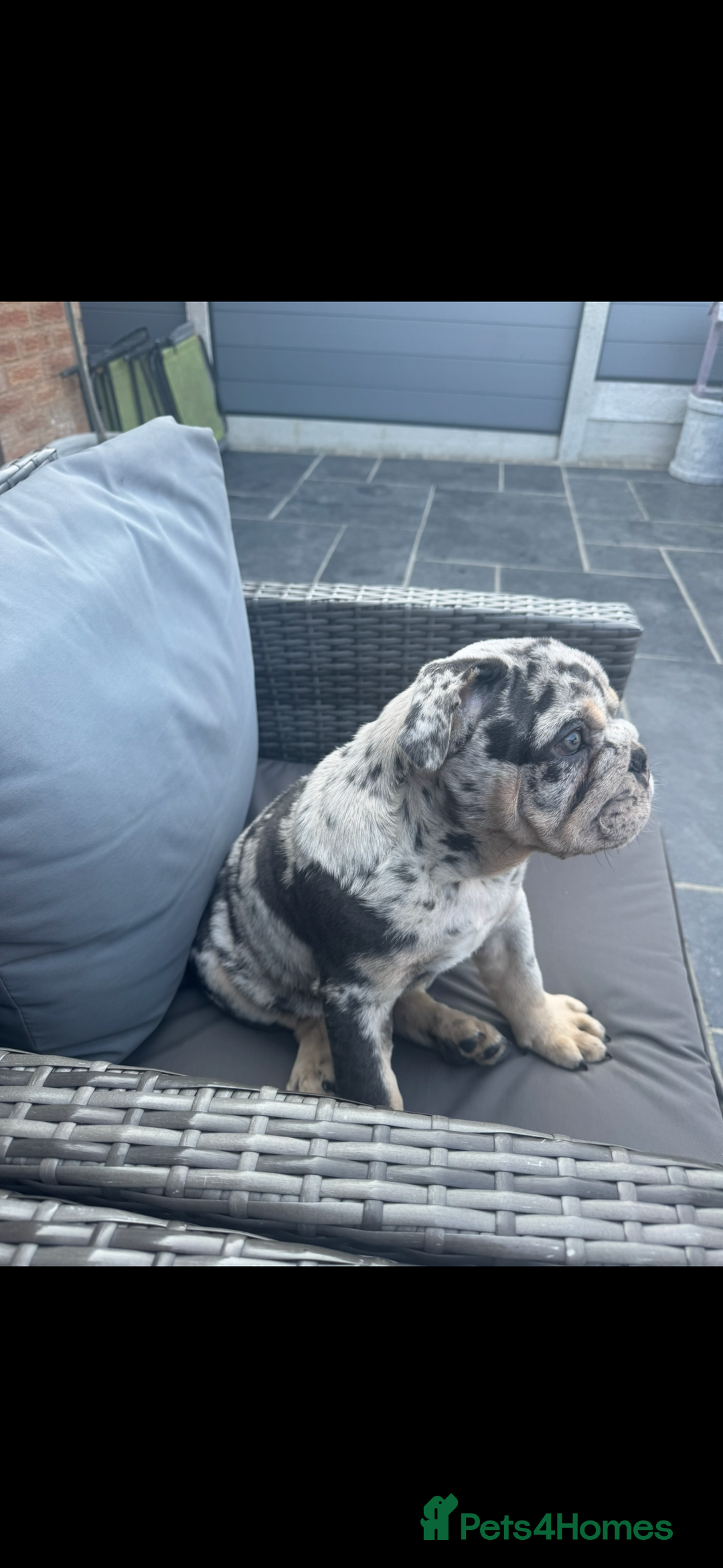 English Bulldog dogs for sale: Grey Merle male english bulldog puppy - Image 8
