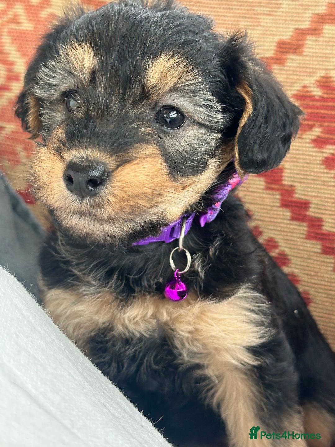 Mixed Breed dogs for sale: Welsh Terrier x Cavapoo (Teddy Bears 🧸 ) - Image 3