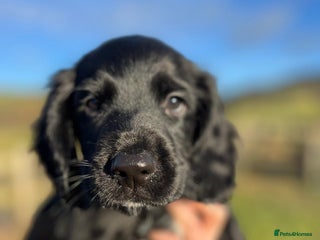 Sprocker dogs Working Sprocker Spaniel Pups - Advert 3