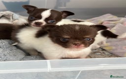 Chihuahua dogs for sale: Chocolate parti chihuahua puppys - Image 16