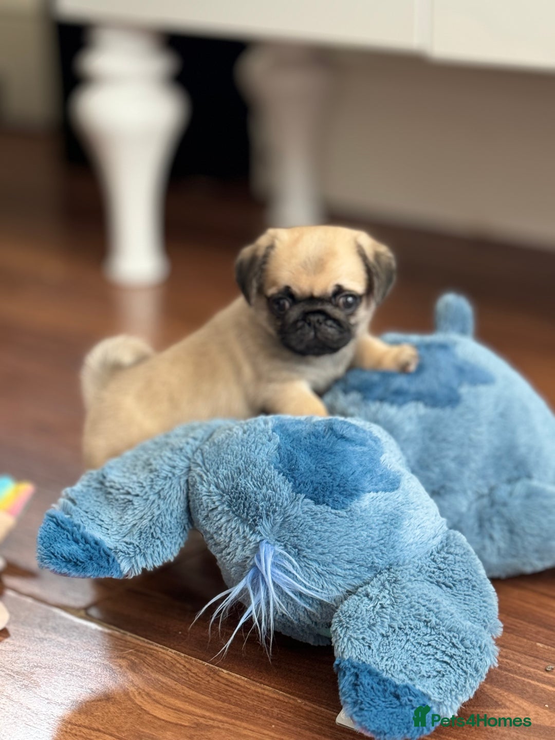 Pug dogs for sale: Gorgeous girl pugs in Rochester - Image 12