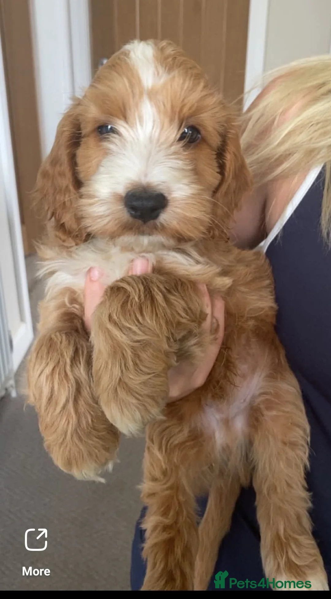 Cockapoo dogs for sale: F1 Cockapoo puppies - Advert 7