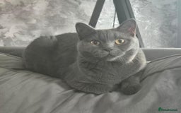 British Shorthair cats for sale: Female British Shorthair Kitten - Image 5
