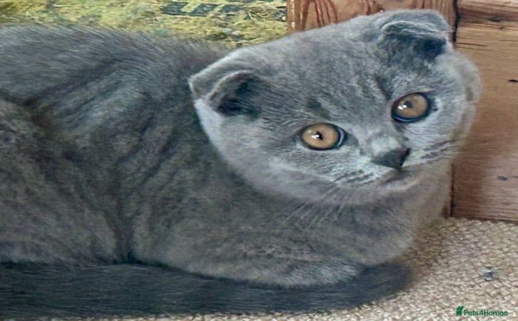 Scottish Fold cats - Advert 4