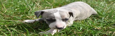 Whippet 3