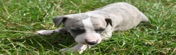 Whippet dogs for sale: Beautiful Pedigree Whippet Puppies.  in Boston - Advert 7