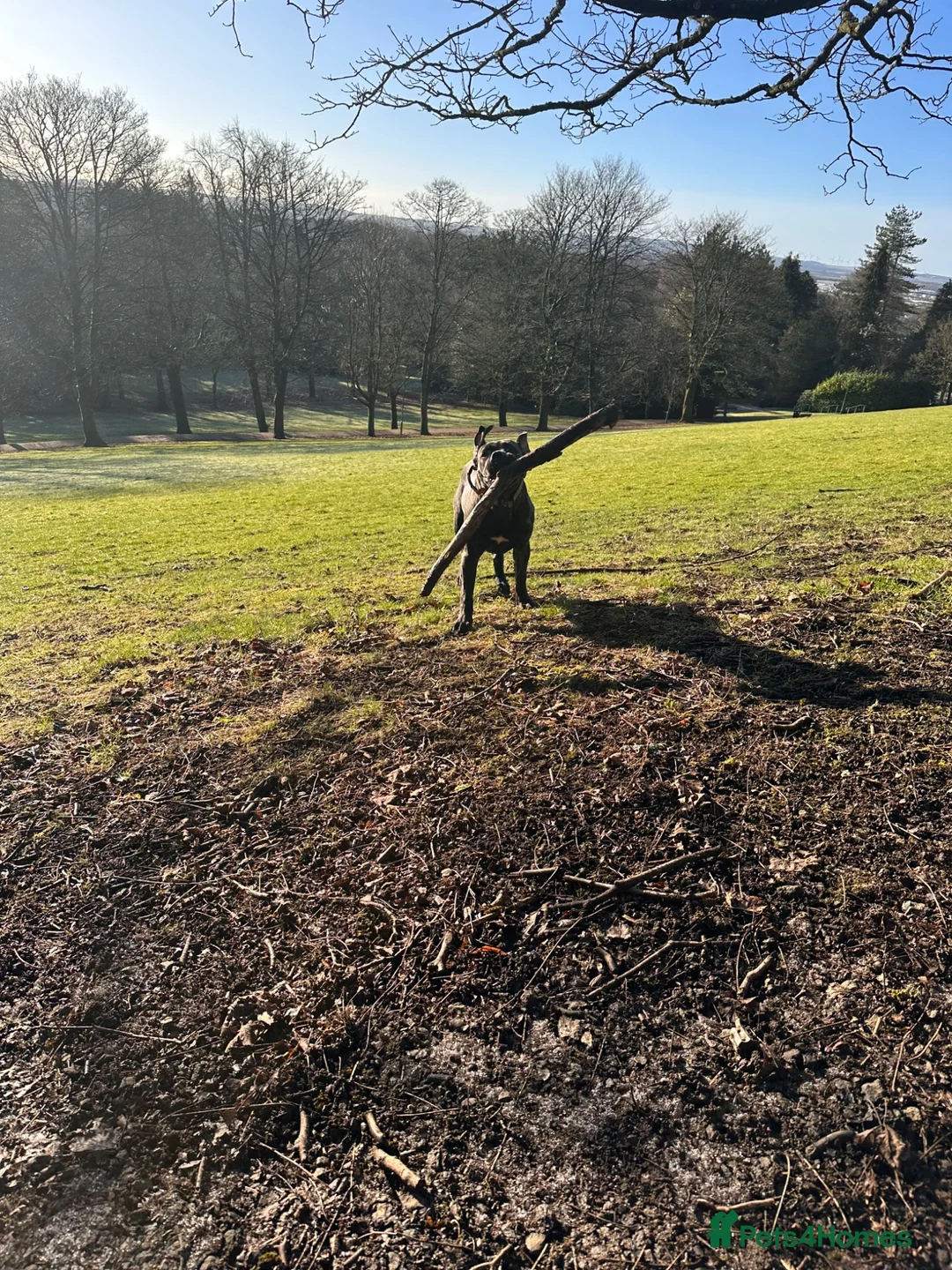 Mastiff dogs for sale: 1 year old female mastiff  - Advert 2