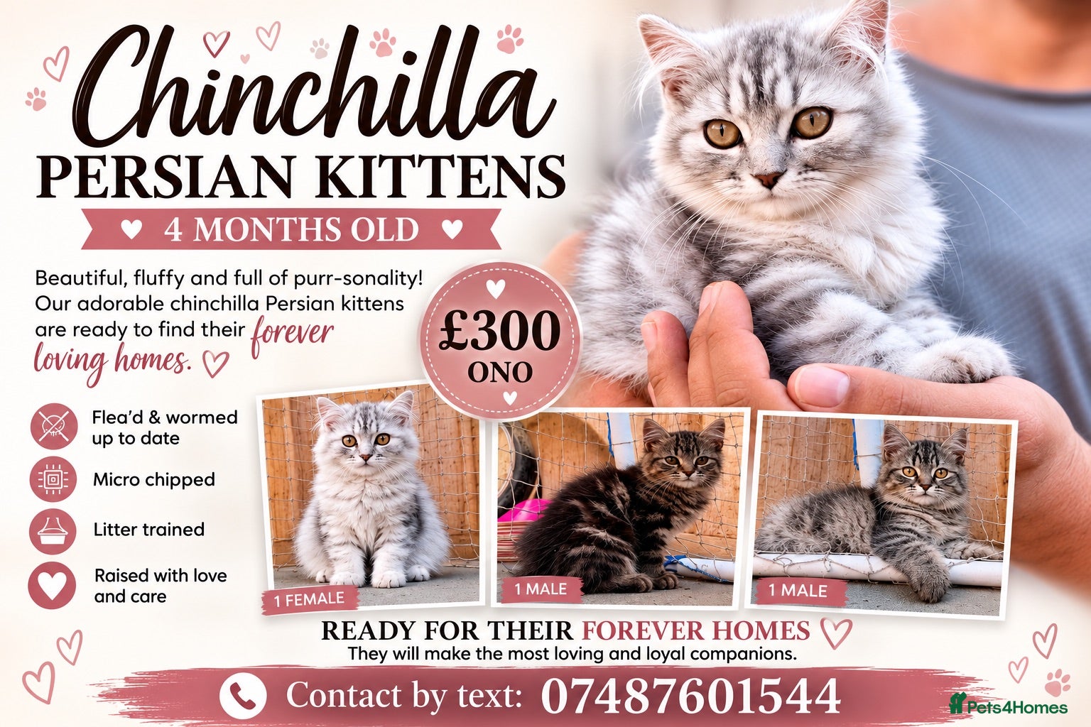 Persian cats READY TO LEAVE - OFFERS CONSIDERED  - Advert 8