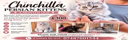 Persian cats for sale: READY TO LEAVE - OFFERS CONSIDERED  in Telford - Advert 1