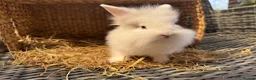 Lionhead rabbits for sale: Beautiful Lionhead Baby Rabbits❤️ in Newark - Advert 4