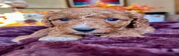 Cavapoo dogs for sale: Real Life Teddys Looking for love  - Advert 8