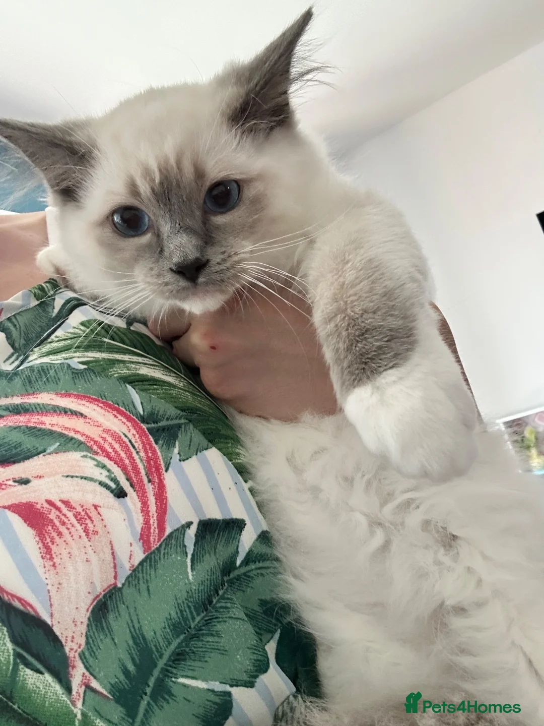 Ragdoll cats for sale: 1 MALE Blue mitted Ragdoll kitten 15 wks READY NOW - Advert 2