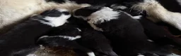 Border Collie dogs for sale: Gorgeous Border collie pups. KC registered.  - Advert 22