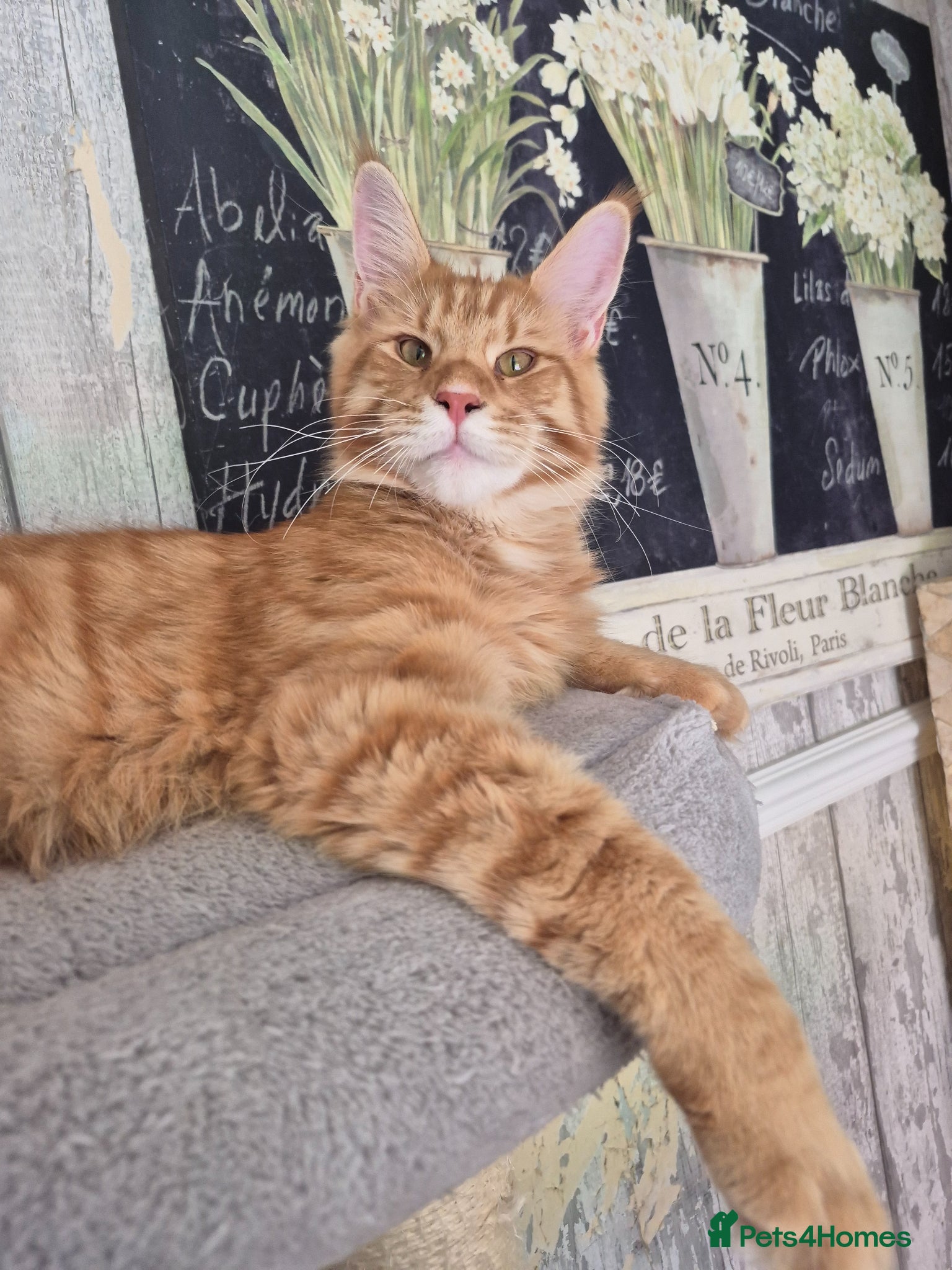 Maine Coon cats 🔥 STUNNING MAINE COON BOY- READY FOR HIS HOME 🔥 - Advert 1