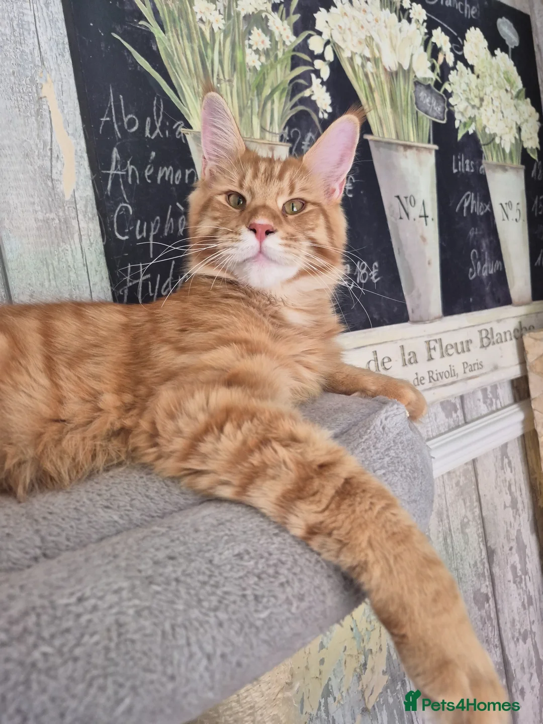 Maine Coon cats for sale: 🔥 STUNNING MAINE COON BOY- READY FOR HIS HOME 🔥 - Advert 1