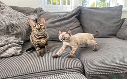 Bengal cats for sale: Stunning full pedigree bengal kittens  - Image 39