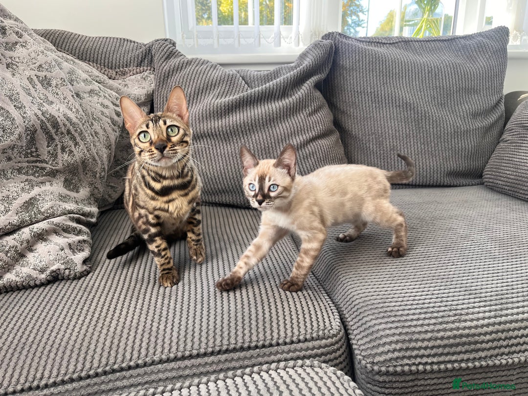 Bengal cats for sale: Stunning full pedigree bengal kittens  - Image 39