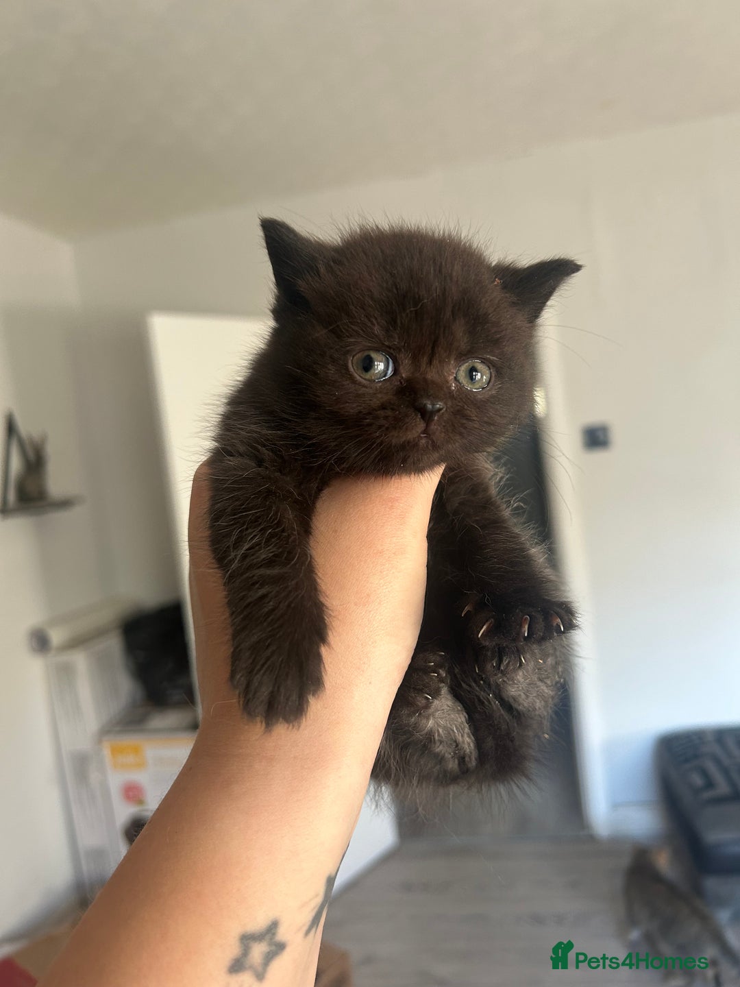 British Shorthair cats for sale: British short haired kittens ❤️ - Advert 9