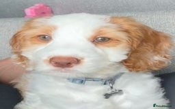 Cockapoo dogs for stud: Handsome Proven Cockapoo Stud Available - Image 5