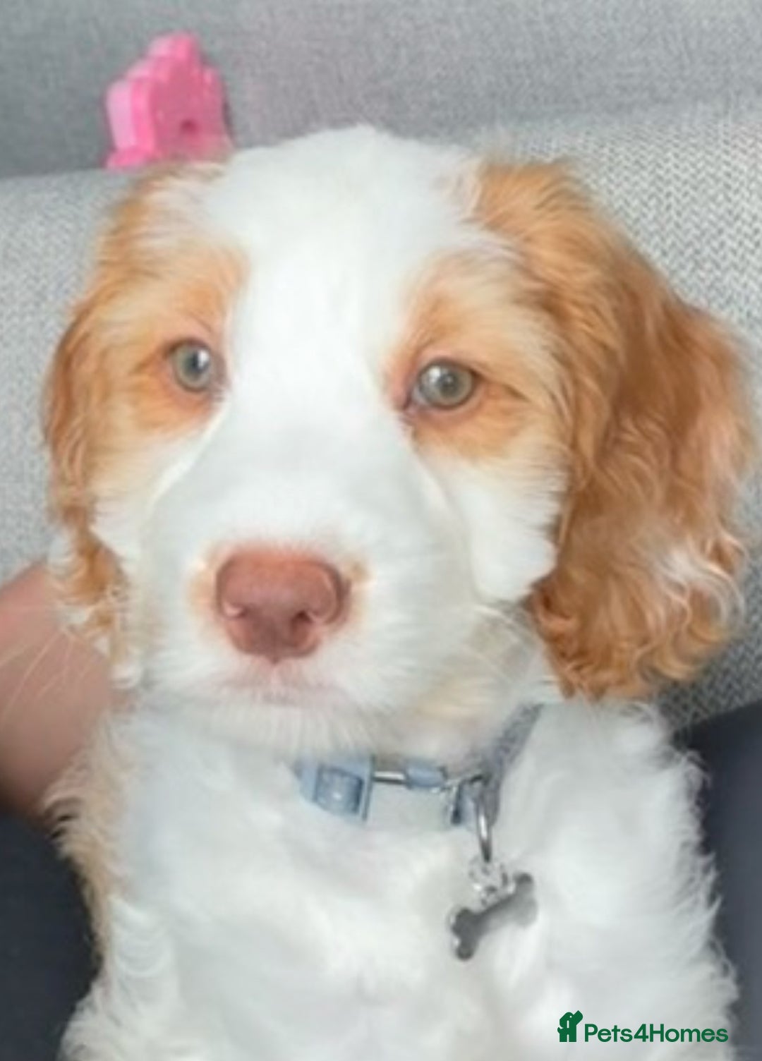 Cockapoo dogs for stud: Handsome Proven Cockapoo Stud Available - Image 5