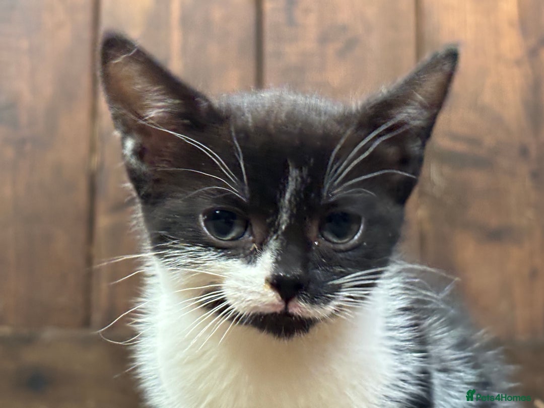 Mixed Breed cats for sale: Two adorable girl kittens - Image 3