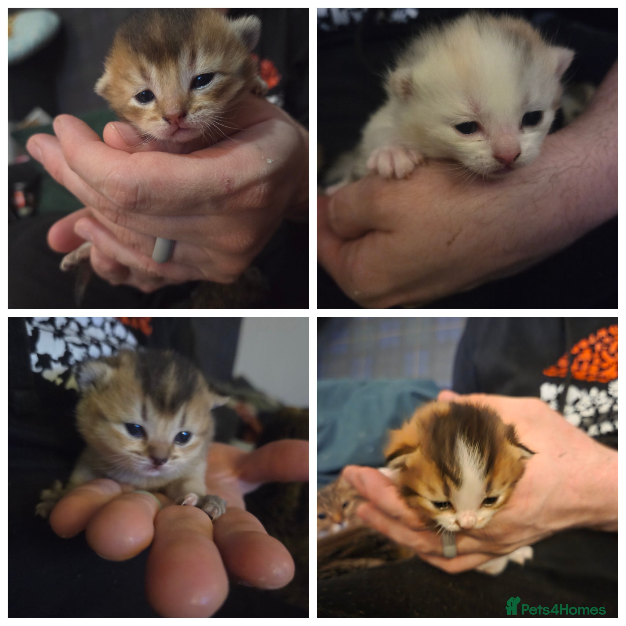 Scottish Fold cats Beautiful Scottish fold kittens  - Advert 1