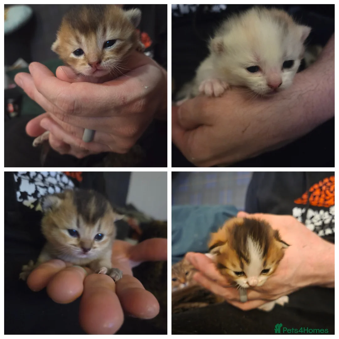 Scottish Fold cats for sale: Beautiful Scottish fold kittens  - Advert 1