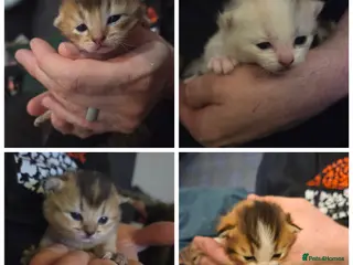 Scottish Fold cats Beautiful Scottish fold kittens - Advert 1