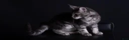 Maine Coon cats for sale: Pedigree maine coon kittens - Advert 16