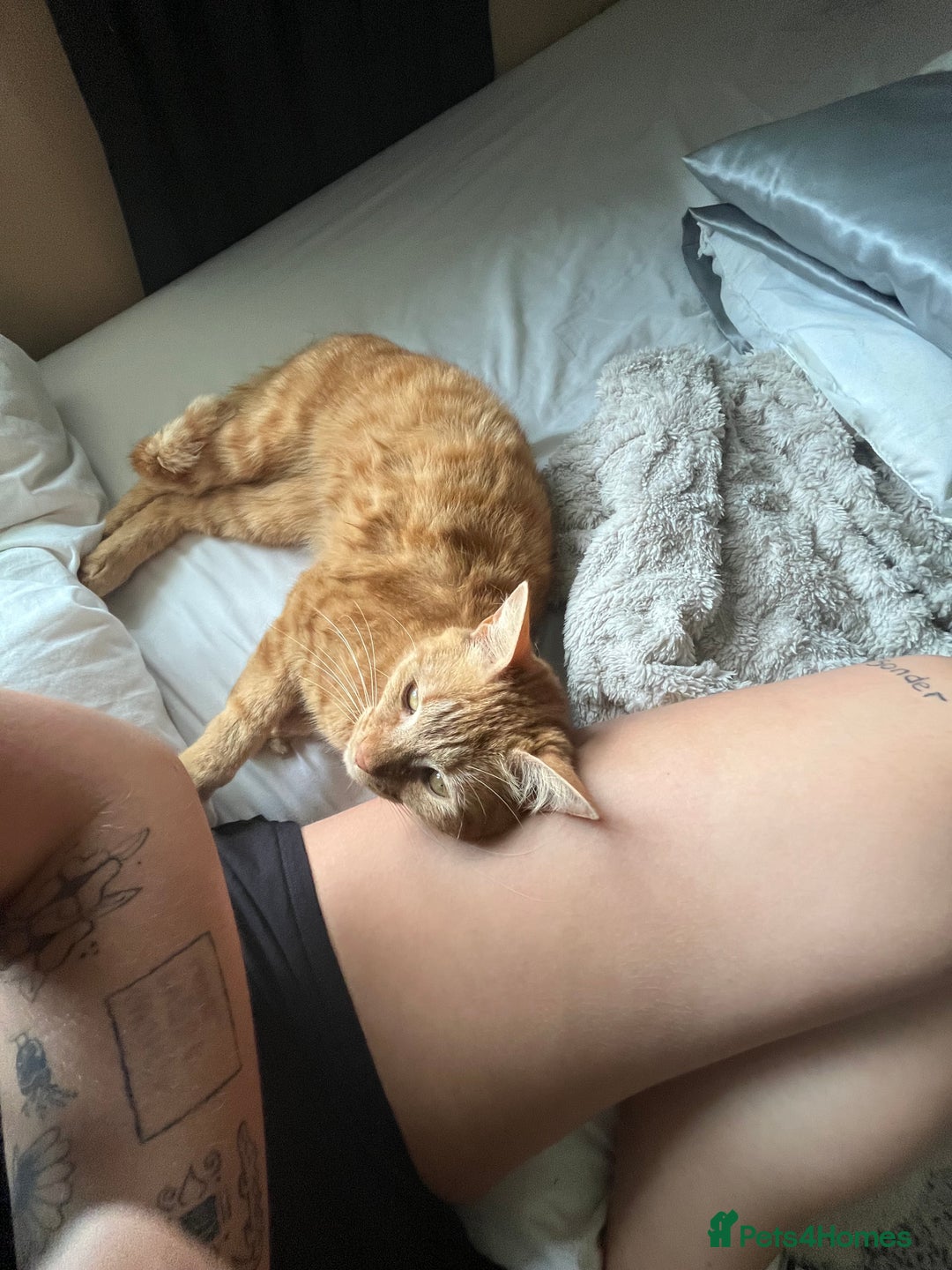 Mixed Breed cats for sale: 🐈ODIE🐈 - Image 4