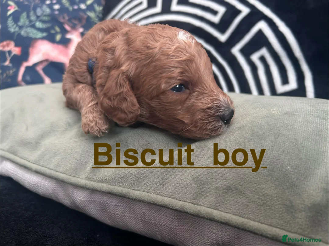 Cockapoo dogs for sale: Radiant red F2b cockapoos  - Advert 11