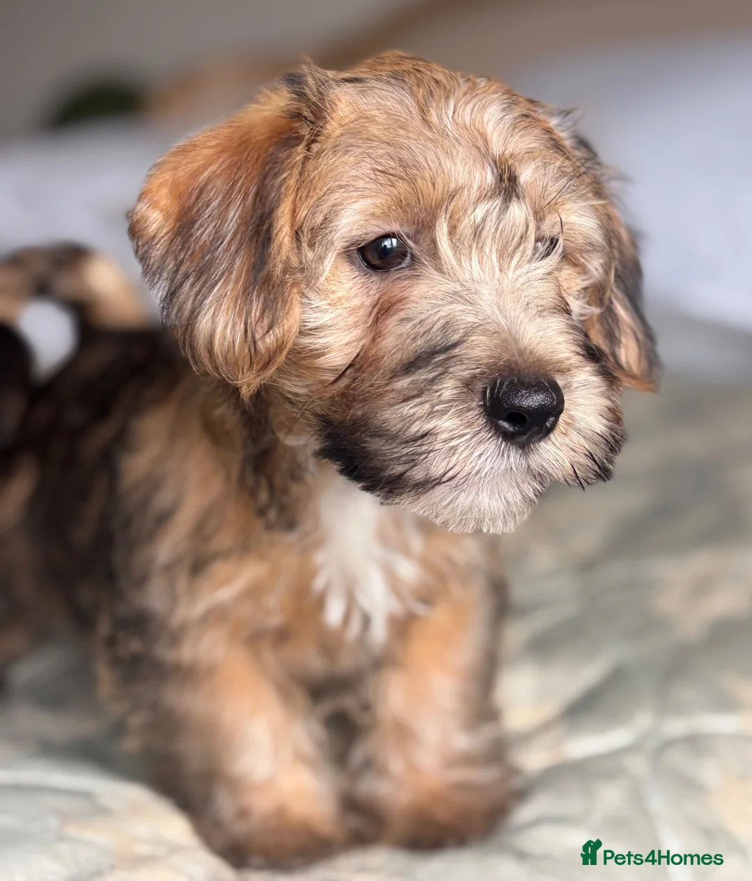 Mixed Breed dogs for sale: Norfolk x Sealyham puppies  - Advert 18