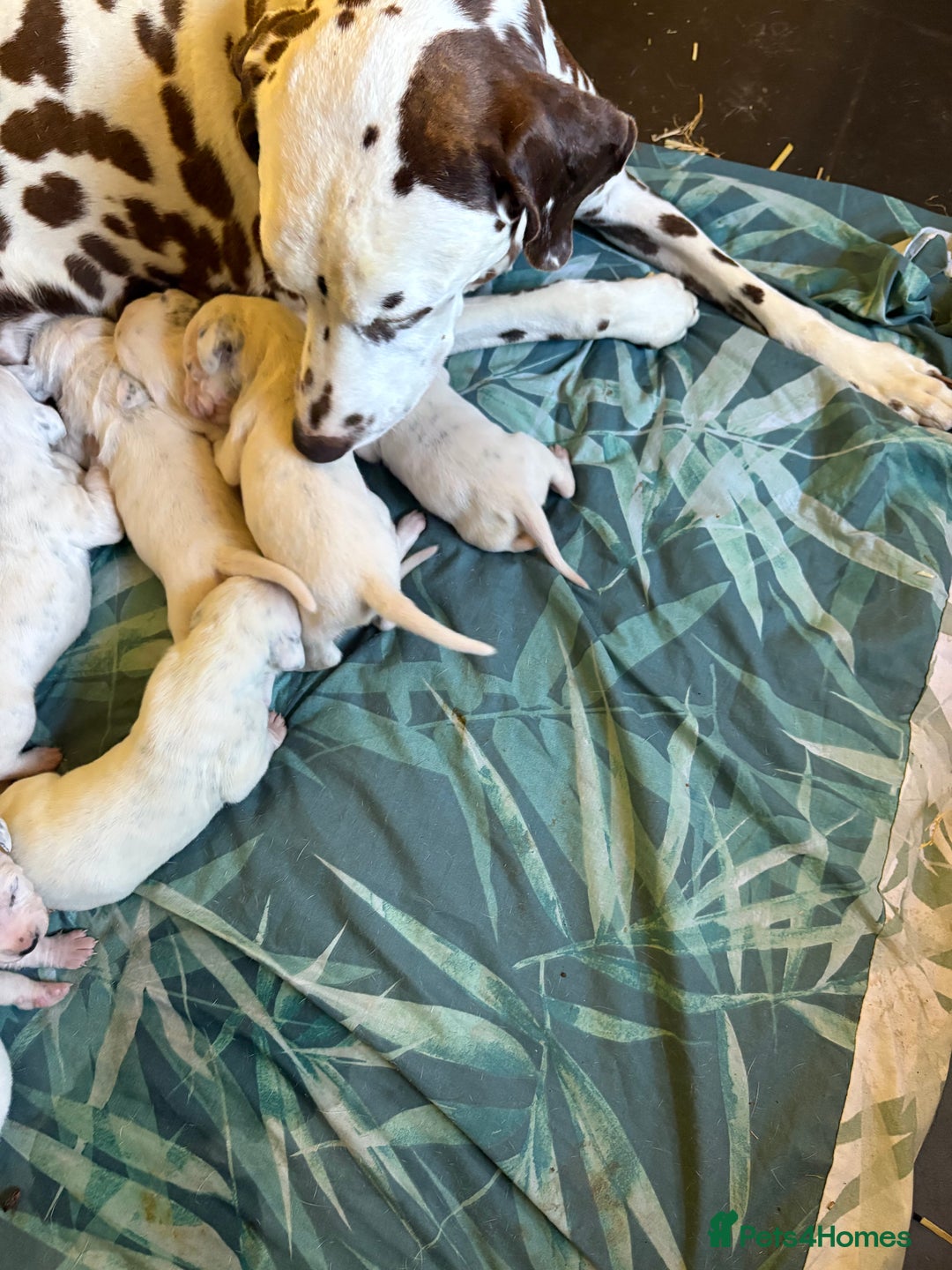 Dalmatian dogs for sale: Gorgeous chunky healthy Dalmatian puppies  - Image 12