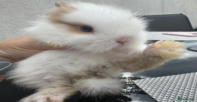 Lionhead rabbits - Advert 6