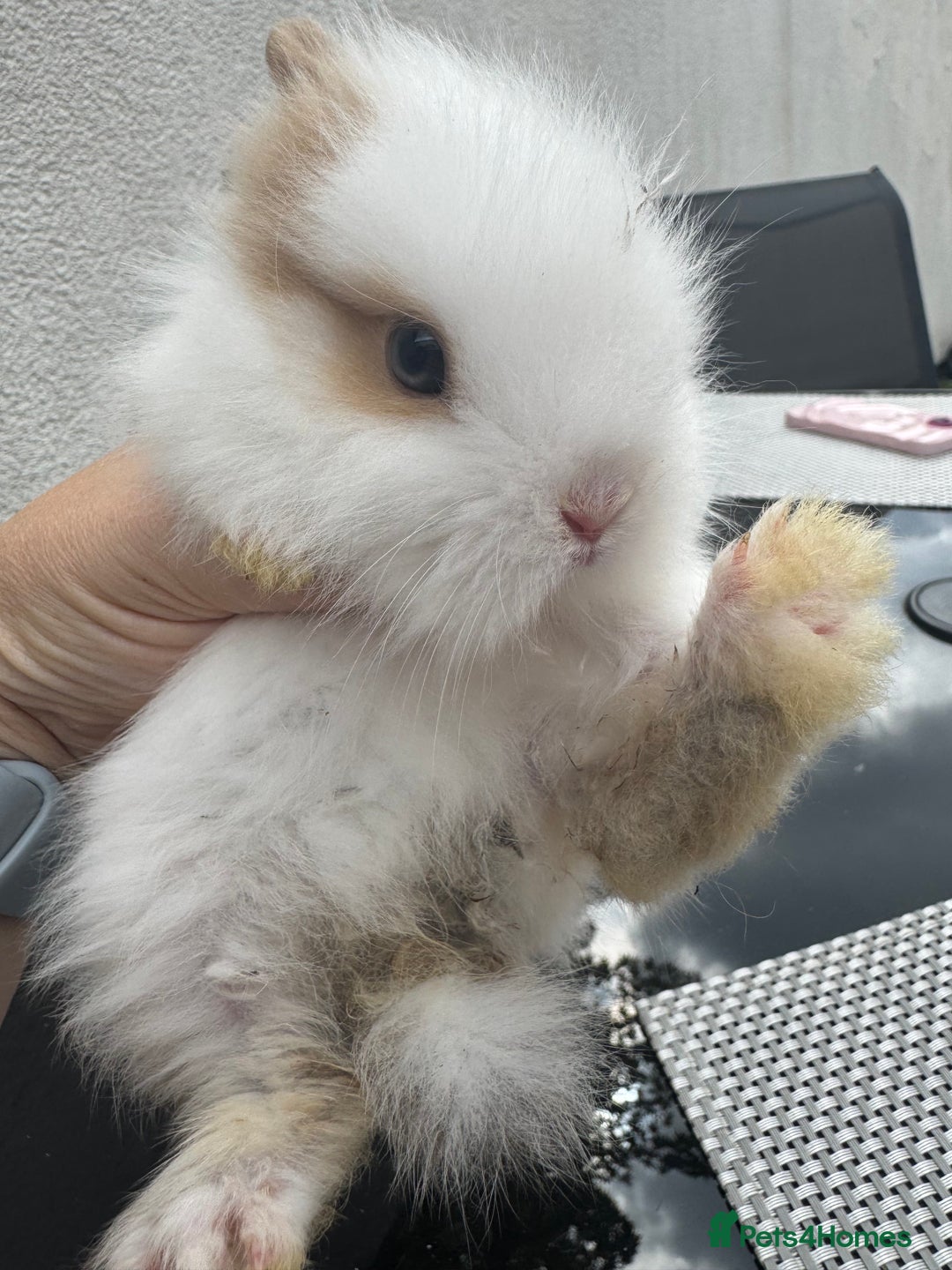 Lionhead rabbits for sale: Mini lops and lion heads for sale  - Image 2