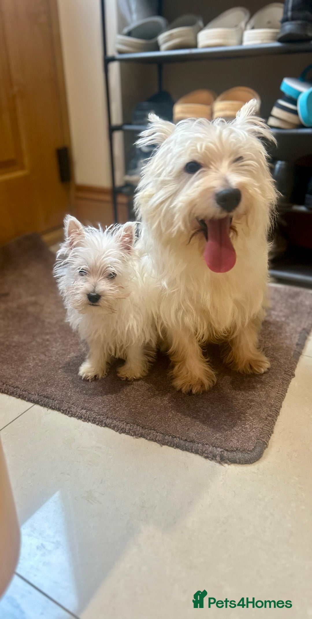 West Highland Terrier dogs for sale: 🐾💙Very Handsome Westie Boy Ready Now 💙🐾 - Advert 24