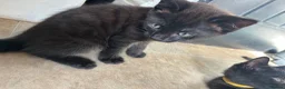 Mixed Breed cats for sale: Half bengal kittens  in Pentre - Advert 18