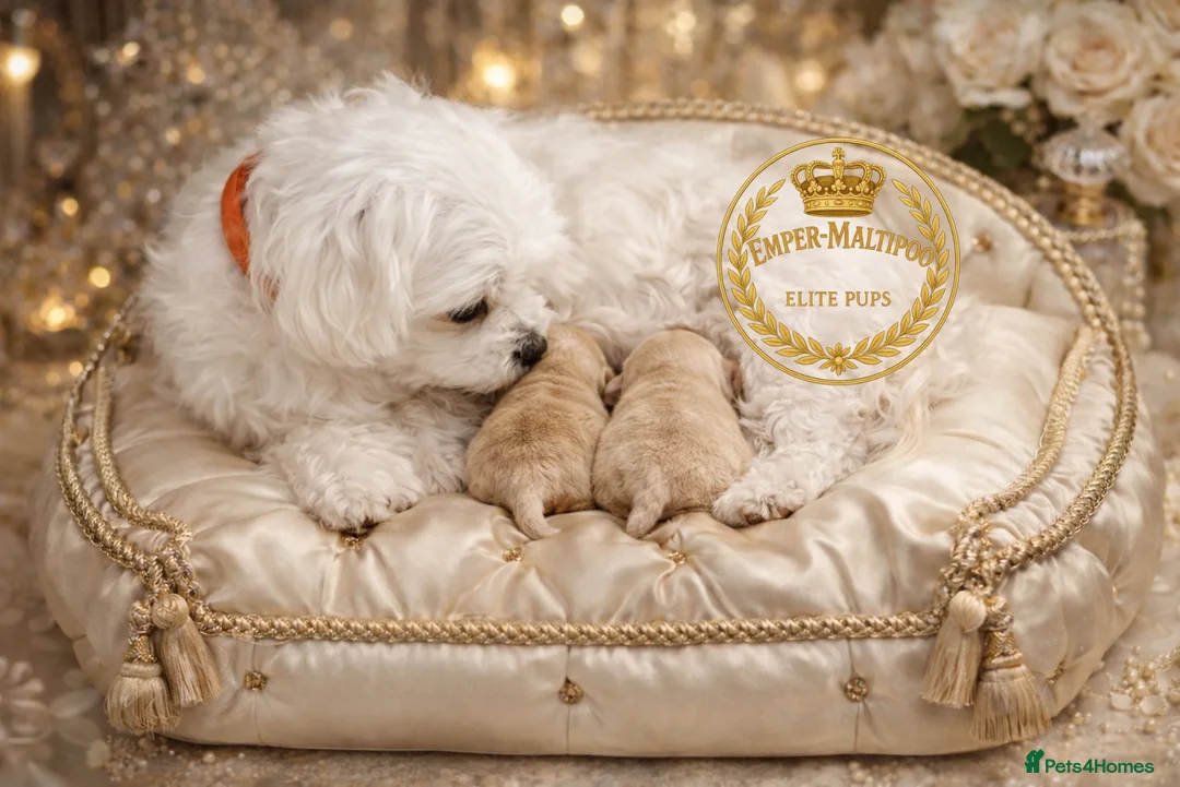 Maltipoo dogs for sale: Last Adorable maltipoo puppy ready now Asian dad - Advert 15