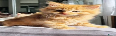 Domestic Shorthair 3