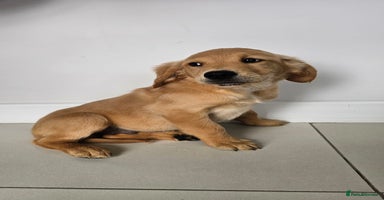 Golden Retriever dogs - Advert 5