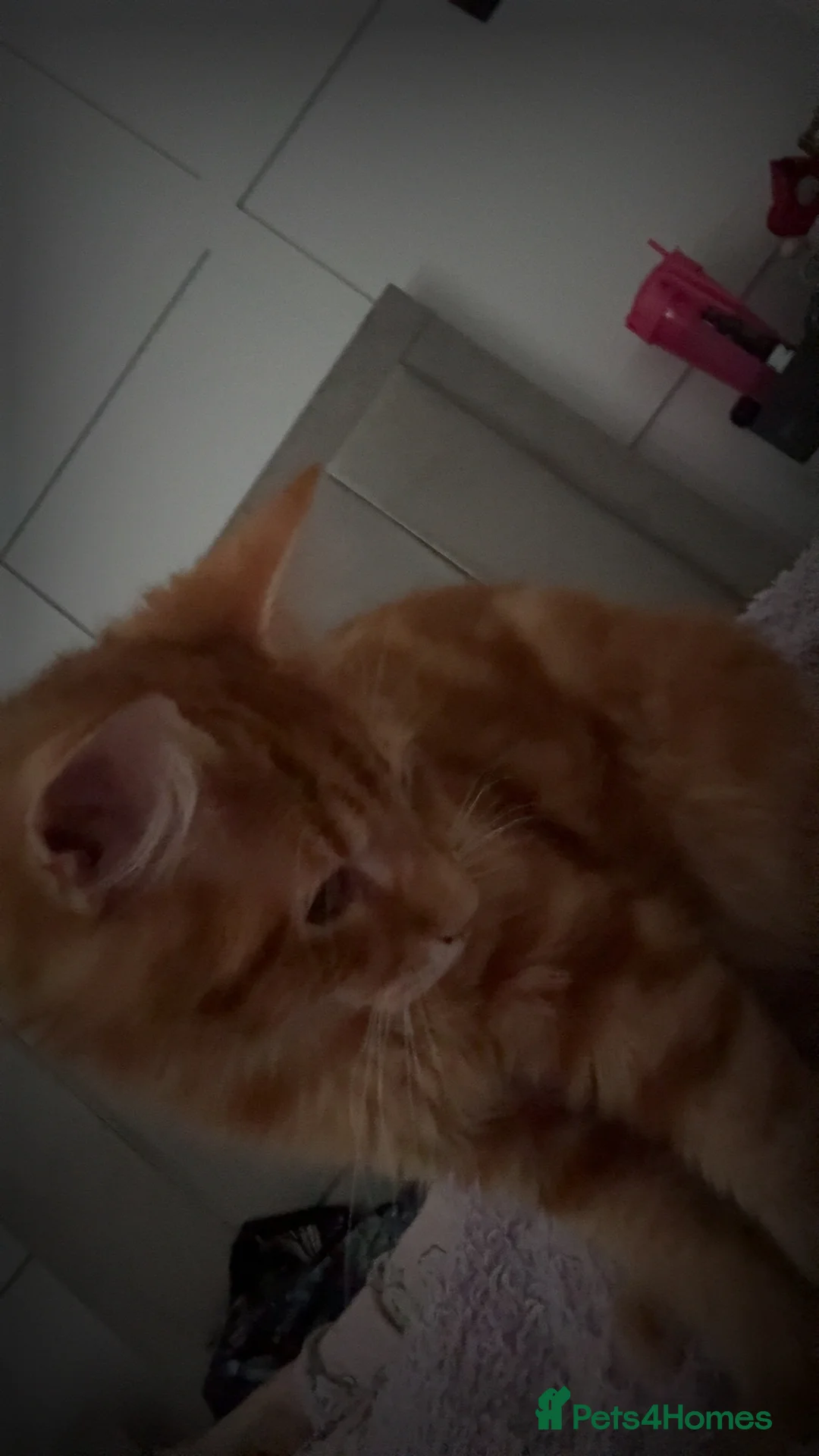 Domestic Shorthair cats for sale: Cat for sale  - Advert 2